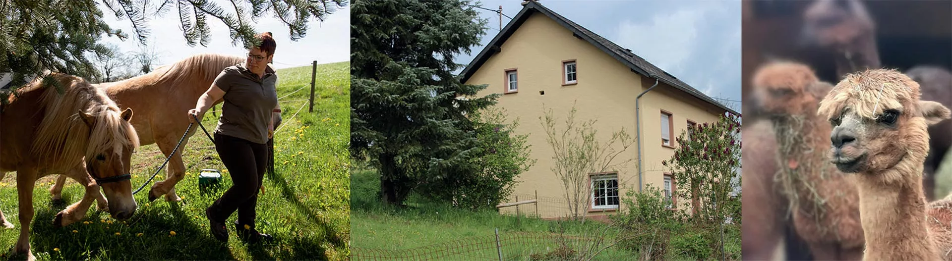 Wanderreitstation 45 Pferde werden von den Paddocks geholt, Wohnhaus, Alpakas Haus Weiden und Pferde