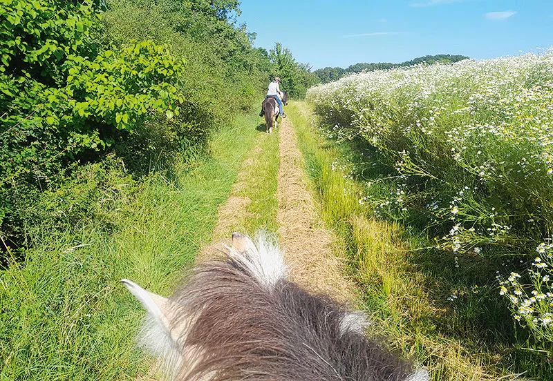 Feldweg zwischen Gehölz und Feldrain im Hochsommer