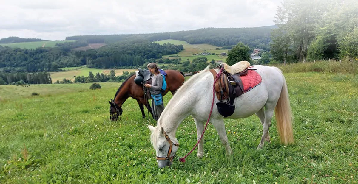 zwei Pferde machen Pause und grasen an der Hand