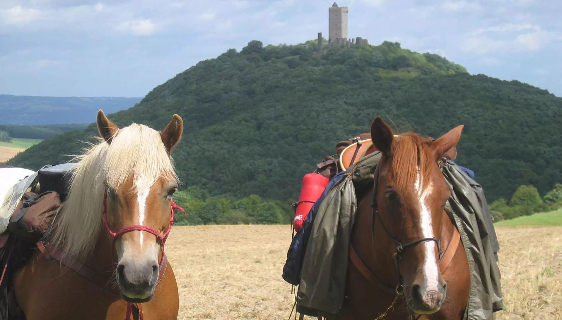 Wanderreitpferde vor der Burgruine Olbrück