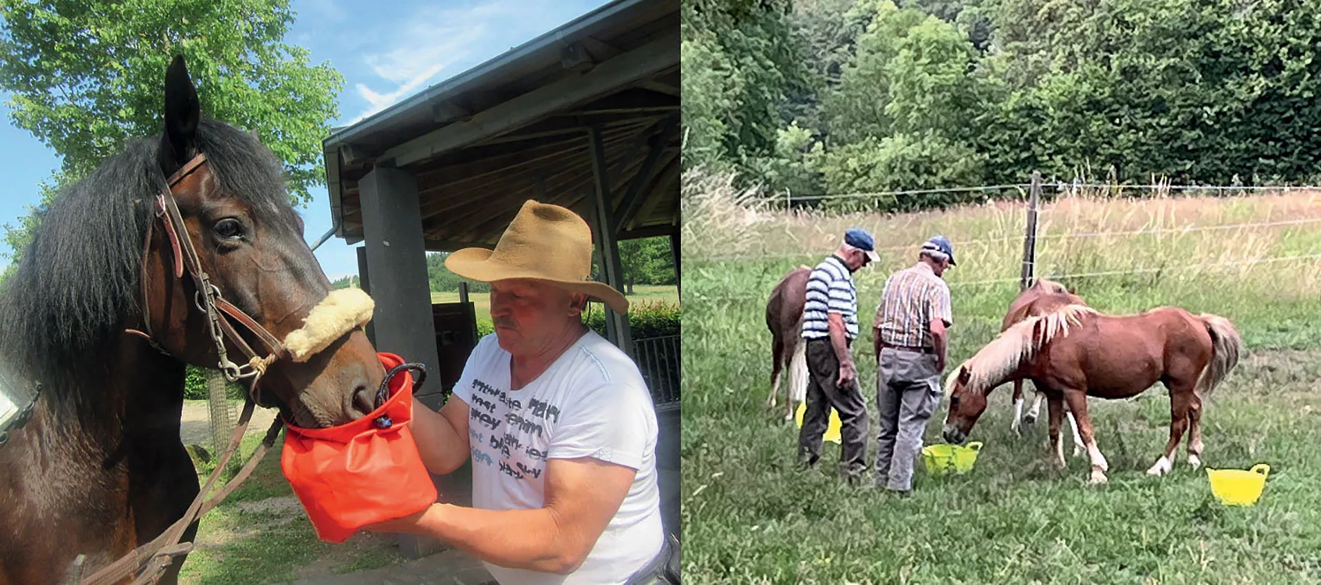 Gäste bei der Pferdefütterung