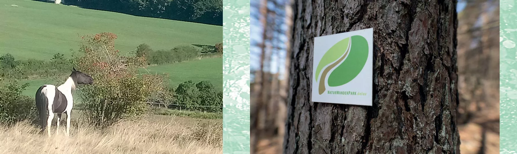 Wanderwegbeschilderung, Pferd frisst an einer Hecke