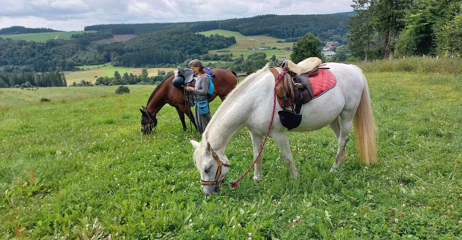 Pferde machen Fresspause